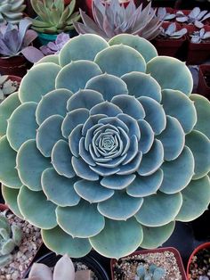 a large succulent plant with many different plants in it's back ground