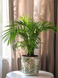 Parlor Palm: Dreamy Printed Pot Lush, Trees