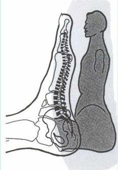 Bolesti Chrbta, Reflexology Chart, Reflexology Massage, Foot Reflexology, Shiatsu Massage, Medical Anatomy, Acupuncture Points, Acupressure Points, Body Anatomy