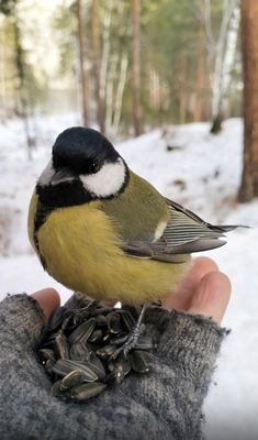 a small bird perched on top of someones hand in the snow with sunflower seeds