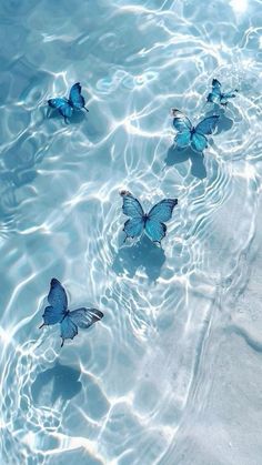 three blue butterflies floating in the water