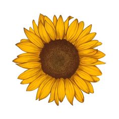 a large sunflower is shown on a white background