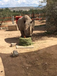 an elephant eating grass in its pen at the zoo