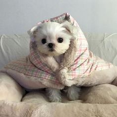 a small white dog sitting on top of a couch wearing a blanket and coat over it's head