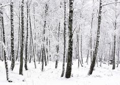 snow covered trees stand in the middle of a snowy forest with no leaves on them