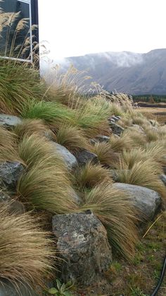 the grass is growing on the side of the rock wall and it looks like they have been blown up