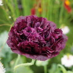 a close up of a purple flower near many other flowers