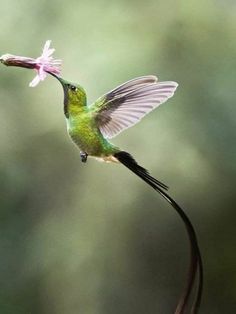 a hummingbird flying with a pink flower in its beak