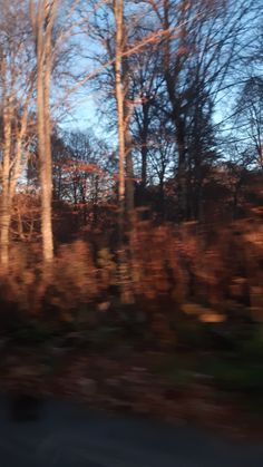 blurry image of trees and bushes in the fall with no leaves on them as seen from a moving car