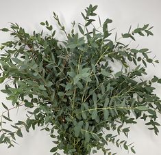 a bunch of green leaves on a white background