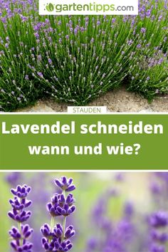 Damit die duftende Staude üppig blühtmuss man Lavendel schneidenund zwar zweimal im JahrWann genau und wieerklären wir ausführlich auf gartentipps.com Lavendel Stauden Gartentipps Growing Gardens, Herbs, Home And Garden, France, Van, Plants