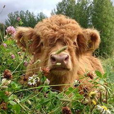 a brown cow standing on top of a lush green field next to flowers and trees