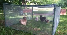 several chickens in a cage on the grass