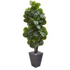 a large potted plant with green leaves in it's center, on a white background