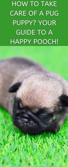 a puppy sleeping on the grass with its eyes closed and tongue out, saying how to take care of a pug puppy? your guide to a happy pooch