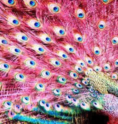 a colorful peacock with its feathers spread out