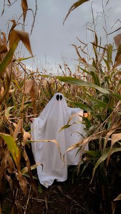 a white cloth ghost in a corn field