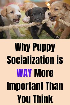 It’s important for puppy owners to take an active role in socializing a new puppy to ensure not only that your puppy remains safe, but also to ensure the puppy has a healthy understanding of the world around him.  Here's how!

Puppy Socialization | Puppy Socialization Checklist | Puppy Socialization List | Socializing a Puppy | Socializing a New Puppy | How to Socialize a Puppy Puppy Socialization, New Puppy, Training Tips