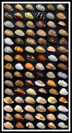 many different types of seashells are shown in this photo, and there is no image to describe