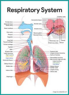 an image of the anatomy of the lungs