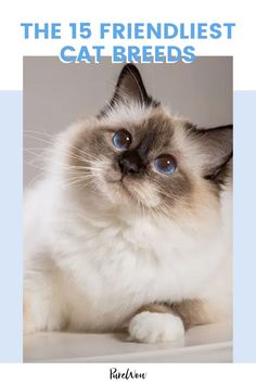 a cat with blue eyes sitting on top of a white table next to the words, the 15 friendlist cat breeds