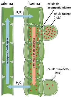 an image of the structure of a plant