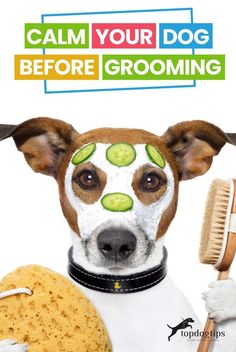 a dog with cucumbers on his face and a brush in front of it that says, calm your dog before grooming