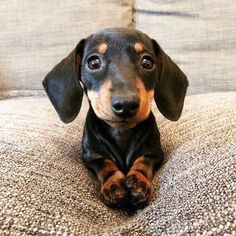 a black and brown dachshund sitting on top of a couch next to a pillow