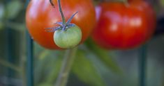 three tomatoes hanging from a plant with green stems and one tomato on the vine next to them