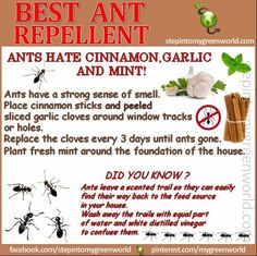 an advertisement for ants repellents with instructions on how to get rid from them