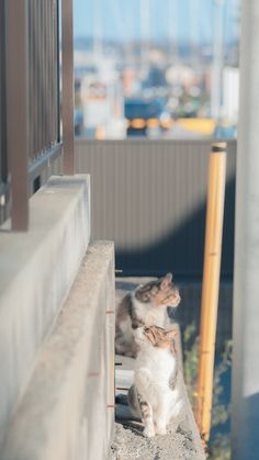 a cat sitting on the edge of a building looking at something in front of him