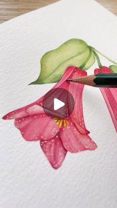 a watercolor drawing of a pink flower with green leaves