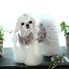 a small white dog dressed up like a princess