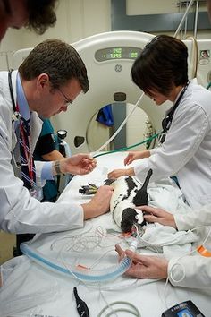 two veterinas examine a dog's heart rate while another doctor examines it