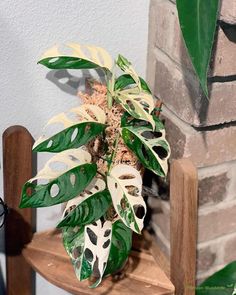 a potted plant sitting on top of a wooden chair next to a brick wall