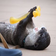 an animal laying on its back with a bottle in it's mouth and one paw