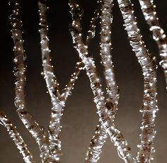 the branches of a tree are covered with water droplets and lightening up in the dark