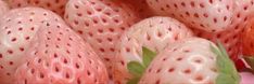 a close up view of strawberries with green leaves