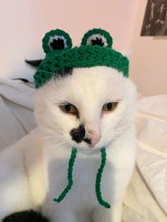 a white cat wearing a green frog hat