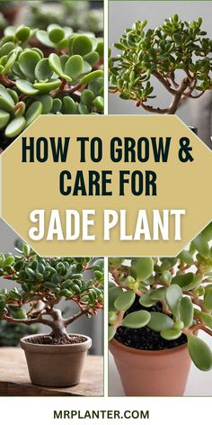 how to grow and care for jade plants in the garden with text overlay that reads, how to grow and care for jade plant