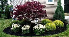 a small tree in the middle of a flower bed next to a house with bushes and trees around it