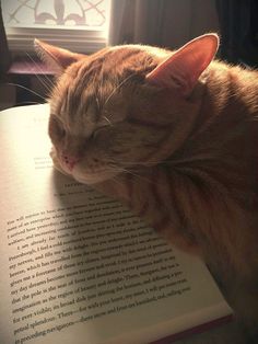 an orange tabby cat sleeping on top of a book with its eyes closed and it's head resting on the pages