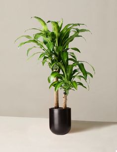 a potted plant sitting on top of a white table next to a black vase