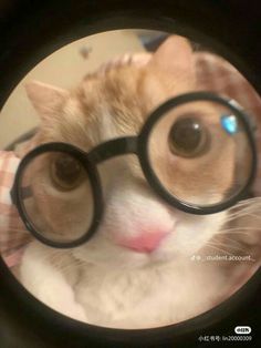 an orange and white cat wearing glasses looking through a magnifying glass lense