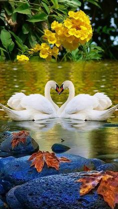 two swans in the water making a heart shape with their necks, surrounded by leaves and flowers