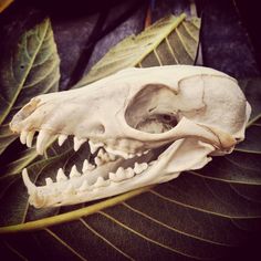 an animal skull on top of a green leaf