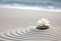 a white flower sitting on top of a rock in the middle of a sandy area