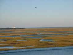 the bird is flying over the marshy land