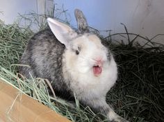 a rabbit is sitting in the hay and yawning