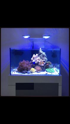 an aquarium with blue lights and corals in the bottom right hand corner is shown